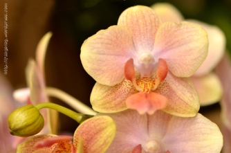 Orchidée (11) - Grandes Serres du Jardin des Plantes (75) - février 2013