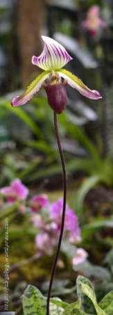 Orchidée (15) - Grandes Serres du Jardin des Plantes (75) - février 2013