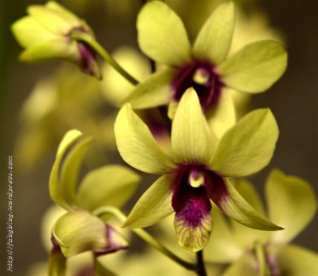 Orchidée (6) - Grandes Serres du Jardin des Plantes (75) - février 2013