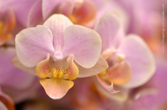 Orchidée (9) - Grandes Serres du Jardin des Plantes (75) - février 2013